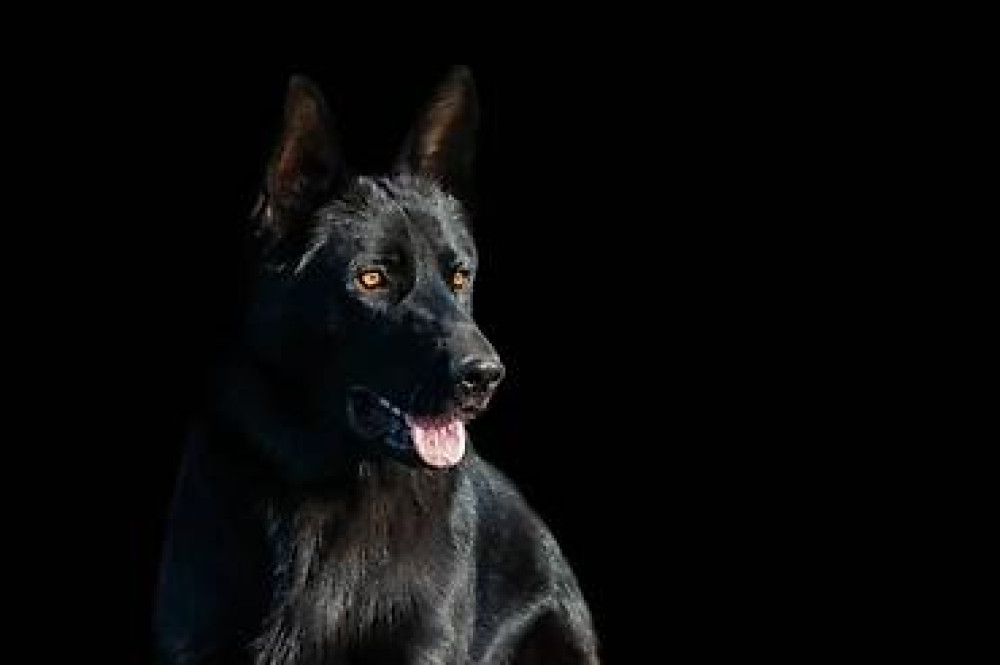 Вязка: Немецкая овчарка, Самец, 3 года Бишкек - изображение 1