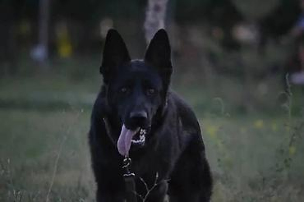 Вязка: Немецкая овчарка, Самец, 3 года Бишкек - изображение 4