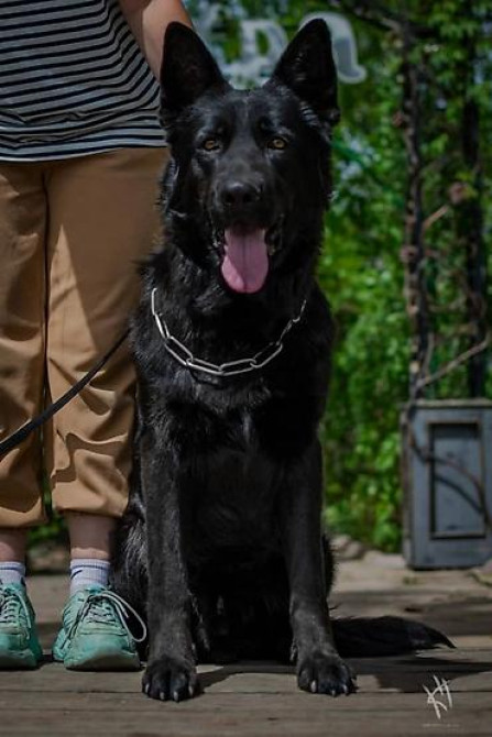 Вязка: Немецкая овчарка, Самец, 3 года Бишкек - изображение 3