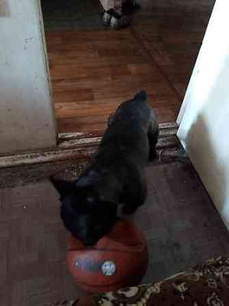 Вязка: Бульдог, Самец, 3 года Бишкек