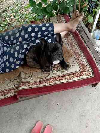 Вязка: Бульдог, Самец, 3 года Бишкек