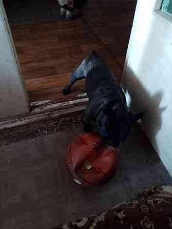 Вязка: Бульдог, Самец, 3 года Бишкек