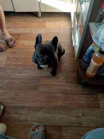 Вязка: Бульдог, Самец, 3 года Бишкек