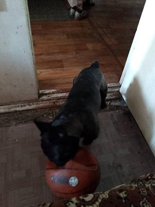 Вязка: Бульдог, Самец, 3 года Бишкек - изображение 2