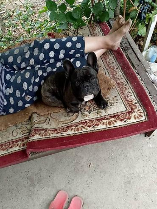 Вязка: Бульдог, Самец, 3 года Бишкек - изображение 1