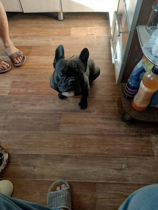 Вязка: Бульдог, Самец, 3 года Бишкек - изображение 5