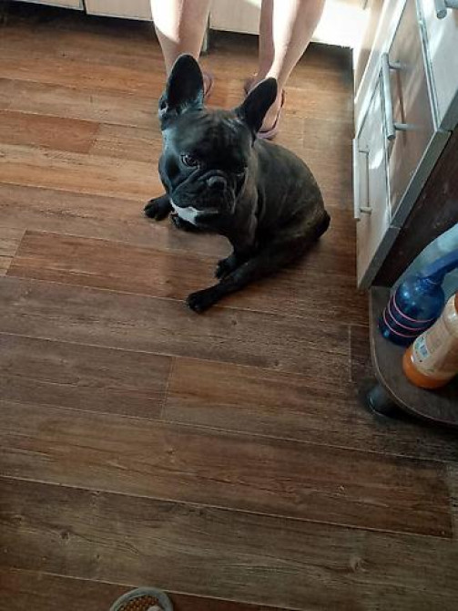 Вязка: Бульдог, Самец, 3 года Бишкек - изображение 6