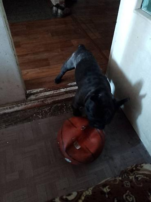 Вязка: Бульдог, Самец, 3 года Бишкек - изображение 3