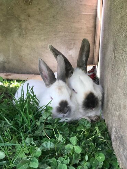 Крольчатина : Голень, Лопатка, Ножки, 1 кг, 2 кг, Бесплатная доставка, Платная доставка Бишкек - изображение 3