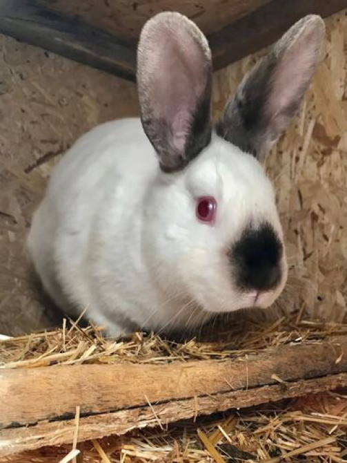 Крольчатина : Голень, Лопатка, Ножки, 1 кг, 2 кг, Бесплатная доставка, Платная доставка Бишкек - изображение 2