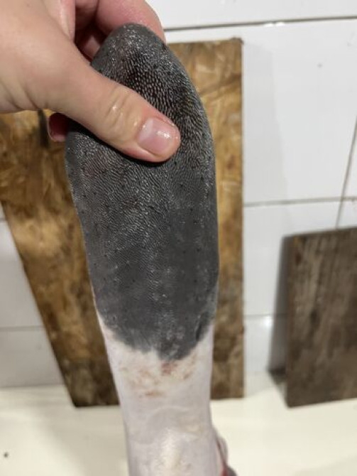 Говядина : Язык, Более 10 кг Бишкек - изображение 4