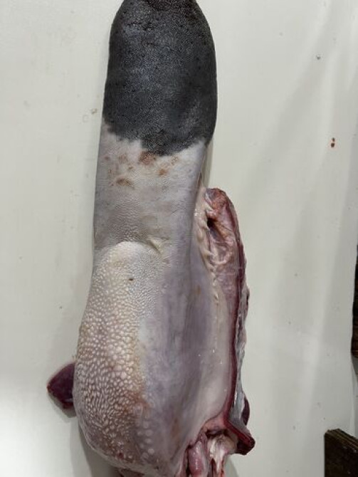 Говядина : Язык, Более 10 кг Бишкек - изображение 1