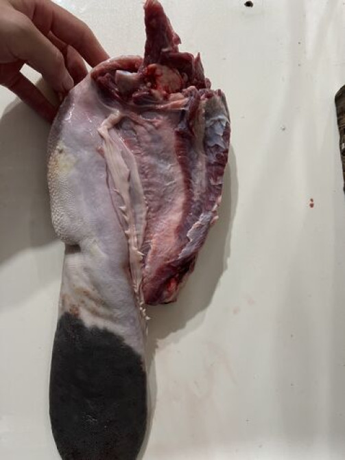 Говядина : Язык, Более 10 кг Бишкек - изображение 2