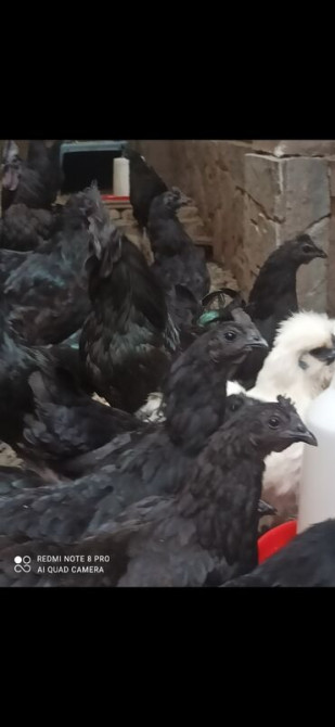 1 кг, Самовывоз, Бесплатная доставка, Платная доставка Бишкек - изображение 4