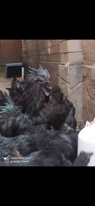 1 кг, Самовывоз, Бесплатная доставка, Платная доставка Бишкек - изображение 2