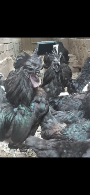 1 кг, Самовывоз, Бесплатная доставка, Платная доставка Бишкек - изображение 3