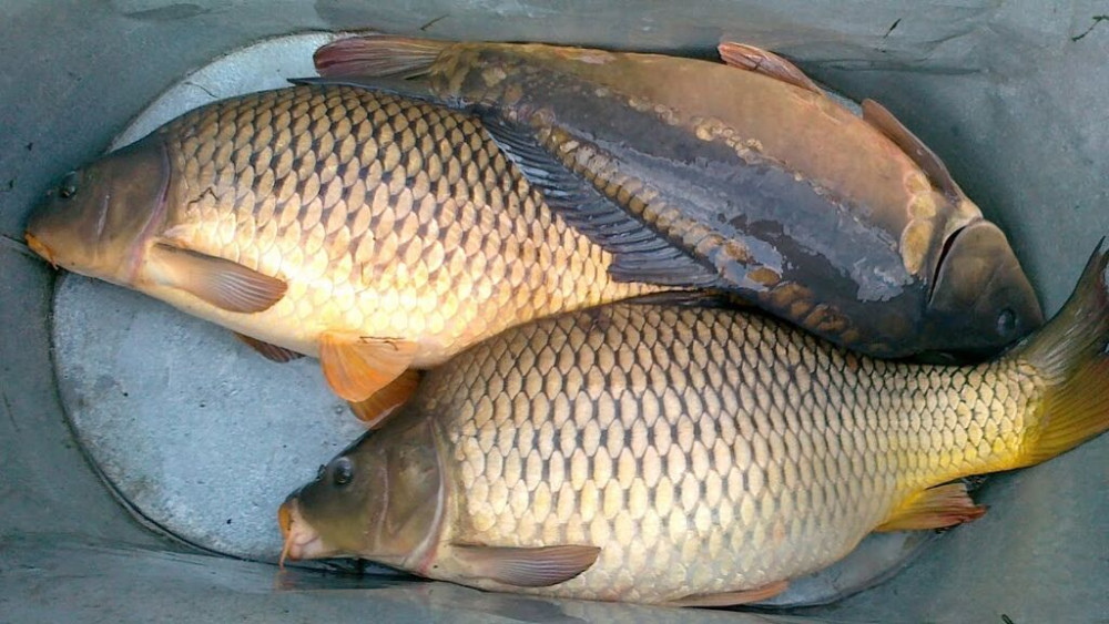 Купим рыбу. ищем сотрудничество на постоянную ежедневное поступление Бишкек - изображение 1