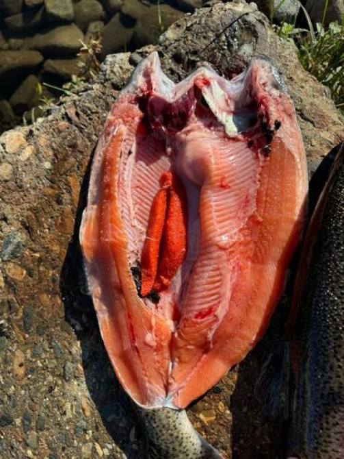 Куплю форель на постоянную основу сразу с доставкой нам в магазин Бишкек - изображение 2