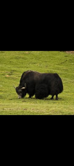 Голень, Голова, Кости, Более 10 кг, Бесплатная доставка Бишкек - изображение 1