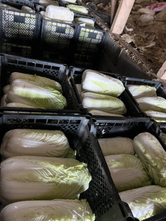 Капуста пекинская Бишкек