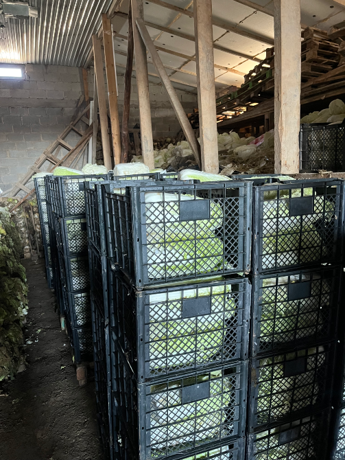 Капуста пекинская Бишкек - изображение 2