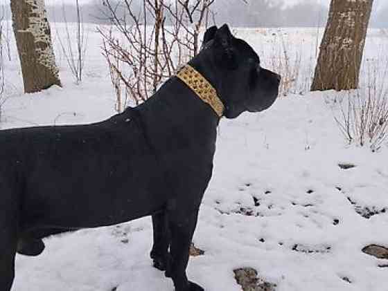 Вязка: Кане-корсо, Самец, 2 года, С прививкой Бишкек