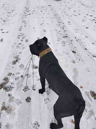 Вязка: Кане-корсо, Самец, 2 года, С прививкой Бишкек