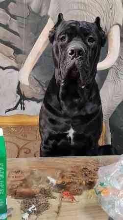 Вязка: Кане-корсо, Самец, 2 года, С прививкой Бишкек