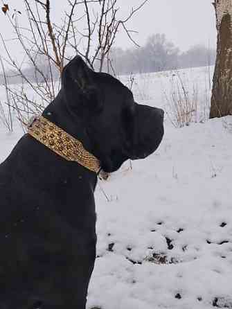 Вязка: Кане-корсо, Самец, 2 года, С прививкой Бишкек