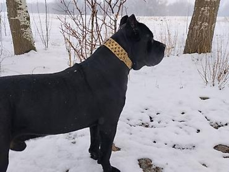 Вязка: Кане-корсо, Самец, 2 года, С прививкой Бишкек - изображение 2