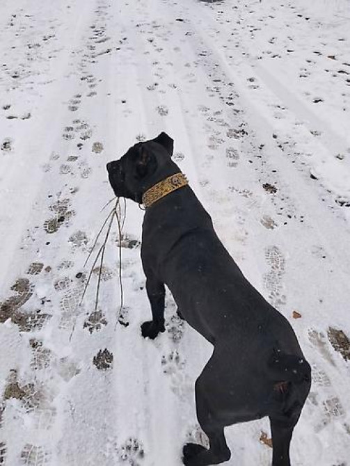 Вязка: Кане-корсо, Самец, 2 года, С прививкой Бишкек - изображение 3