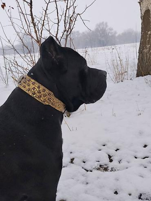 Вязка: Кане-корсо, Самец, 2 года, С прививкой Бишкек - изображение 1