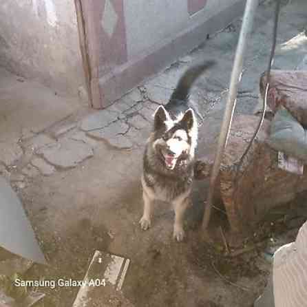 Вязка: Восточноевропейская овчарка, Самец, 5 лет, С прививкой Бишкек