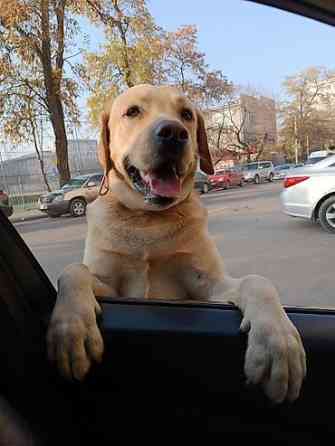 Вязка: Лабрадор-ретривер, Самец, 4 года, С родословной Бишкек