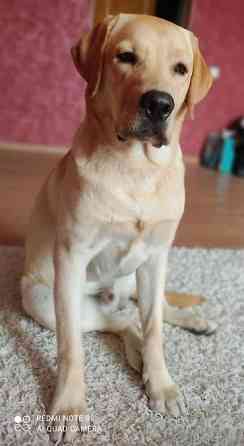 Вязка: Лабрадор-ретривер, Самец, 4 года, С родословной Бишкек