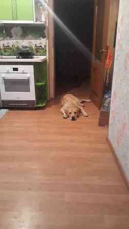 Вязка: Лабрадор-ретривер, Самец, 4 года, С родословной Бишкек