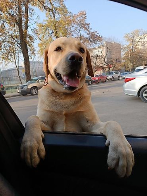 Вязка: Лабрадор-ретривер, Самец, 4 года, С родословной Бишкек - изображение 4