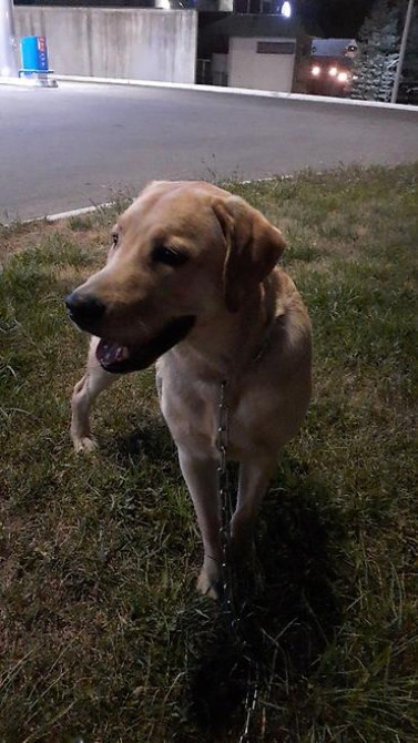 Вязка: Лабрадор-ретривер, Самец, 4 года, С родословной Бишкек - изображение 2