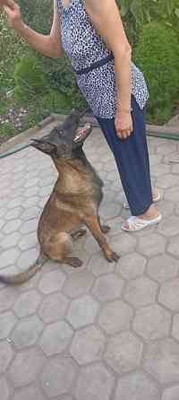 Пропала собака овчарка серо коричневый окрас морда черная возраст 1 Бишкек