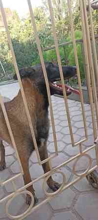 Пропала собака овчарка серо коричневый окрас морда черная возраст 1 Бишкек