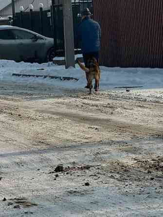 Пропала собака овчарка серо коричневый окрас морда черная возраст 1 Бишкек