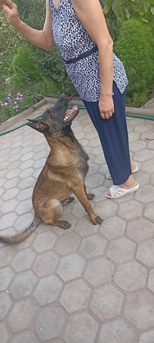 Пропала собака овчарка серо коричневый окрас морда черная возраст 1 Бишкек - изображение 4