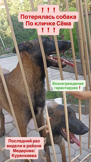 Пропала собака овчарка серо коричневый окрас морда черная возраст 1 Бишкек - изображение 1