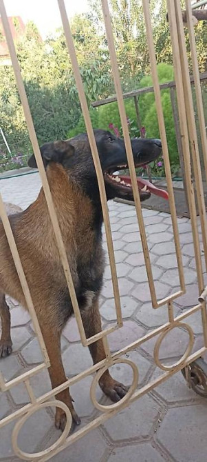 Пропала собака овчарка серо коричневый окрас морда черная возраст 1 Бишкек - изображение 6