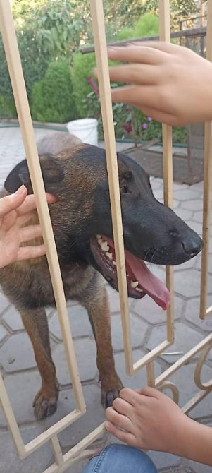 Пропала собака овчарка серо коричневый окрас морда черная возраст 1 Бишкек - изображение 5