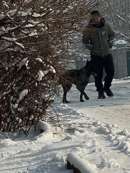 Пропала собака овчарка серо коричневый окрас морда черная возраст 1 Бишкек - изображение 2