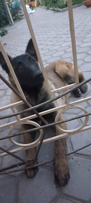 Пропала собака овчарка серо коричневый окрас морда черная возраст 1 Бишкек - изображение 7