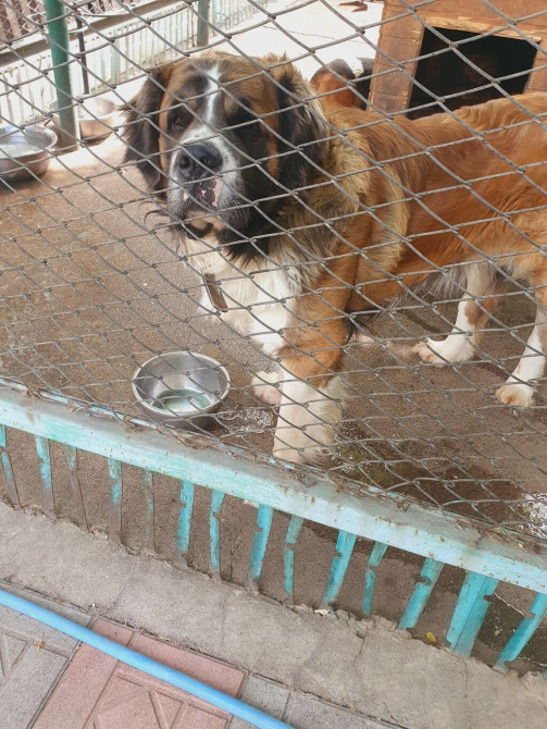 Вязка: Самец, 2 года, С прививкой, С родословной Бишкек - изображение 1