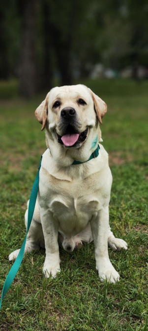 Предлагаются для вязки кобели породы лабрадор-ретривер, палевого Бишкек - изображение 1