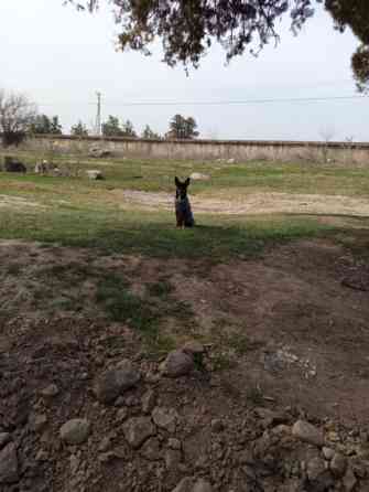 Вязка: Той-терьер, Самец, 3 года, С прививкой Бишкек